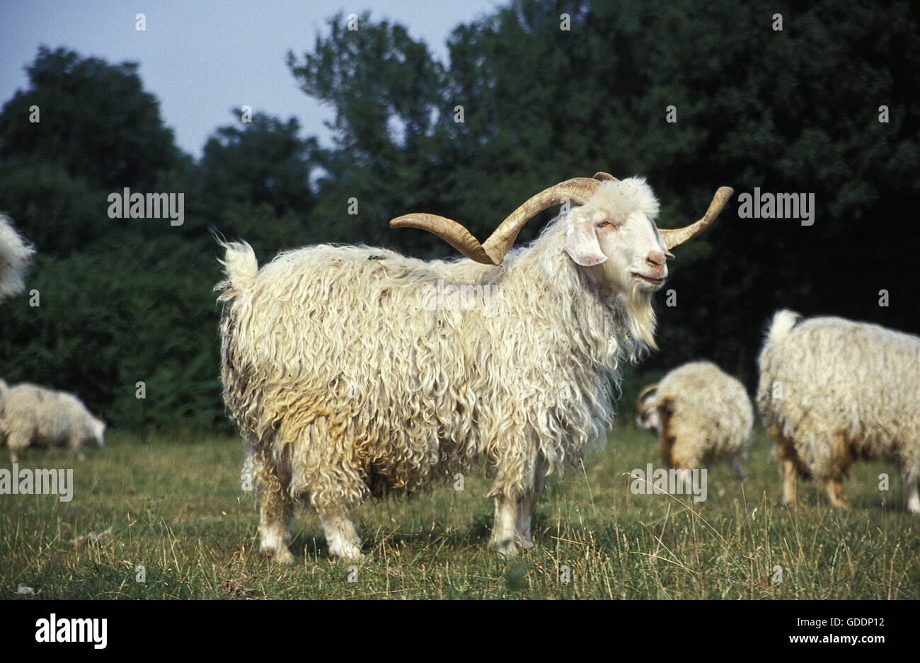 Capre Angora, razza producendo la lana mohair Foto Stock