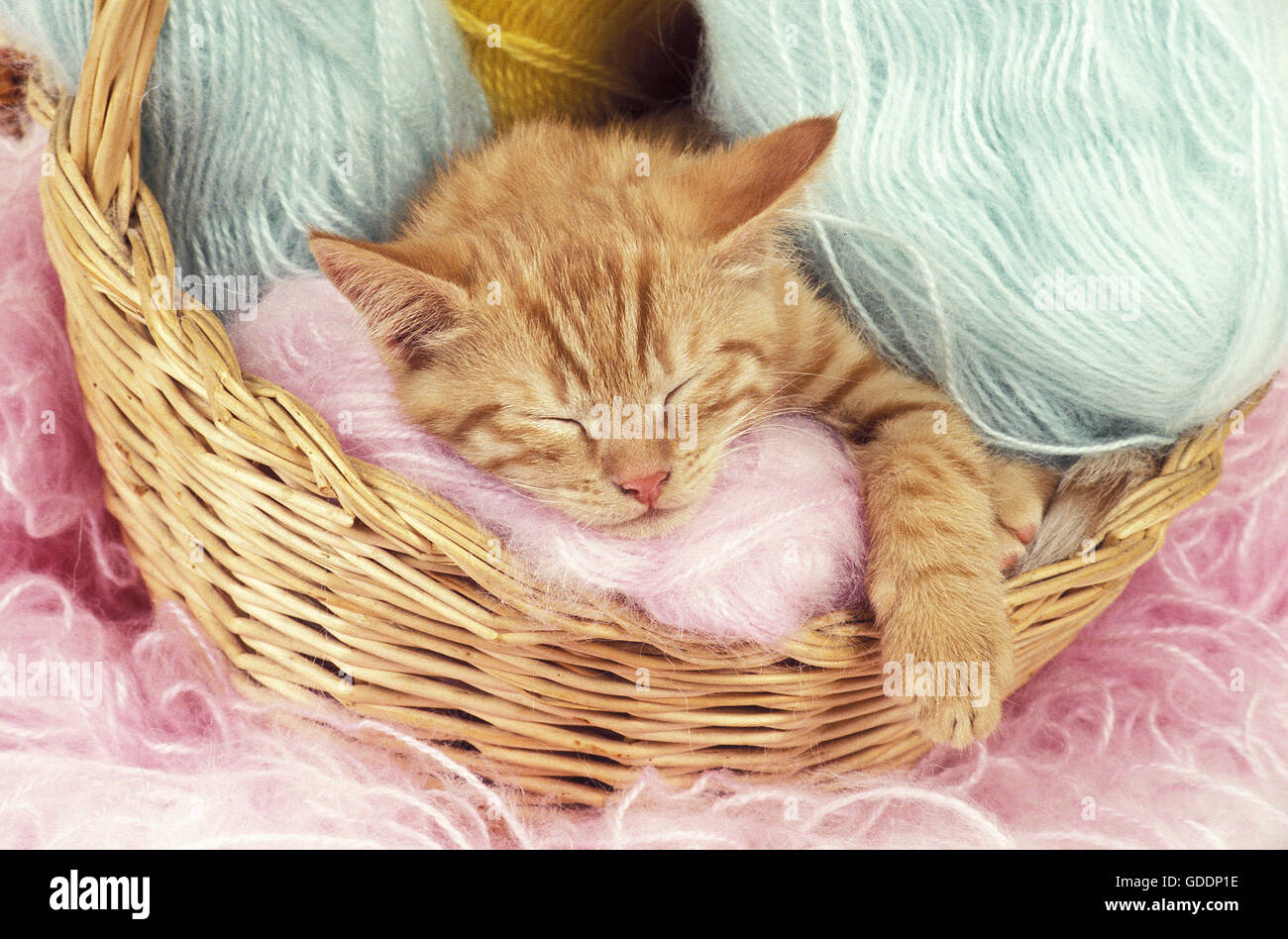 Rosso tabby europeo gatto domestico, gattino dormire in sfere di lana Foto Stock