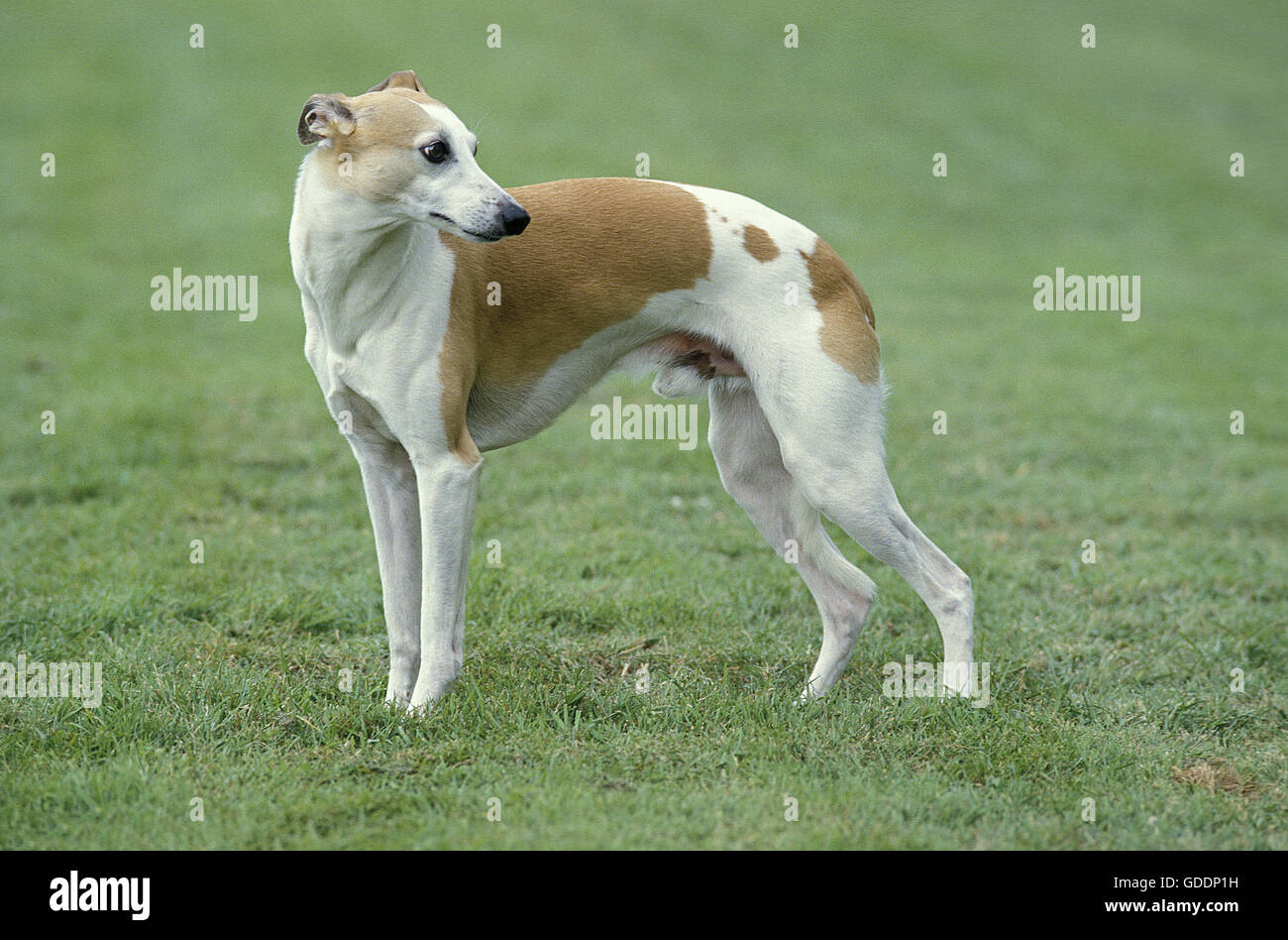 Il whippet cane, maschio in piedi su un prato Foto Stock