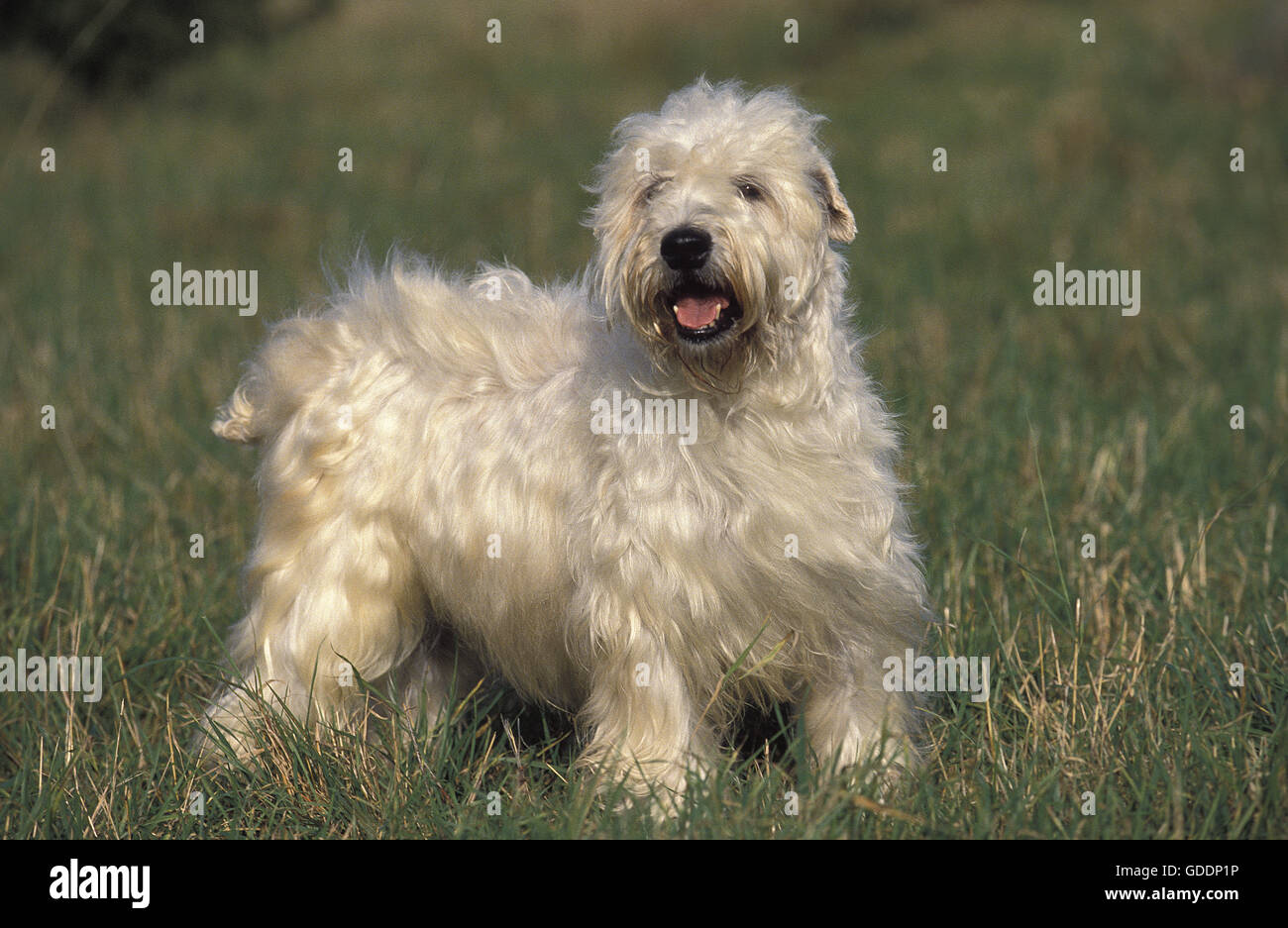 Rivestito di morbida Wheaten Terrier, adulti in piedi sull'erba Foto Stock