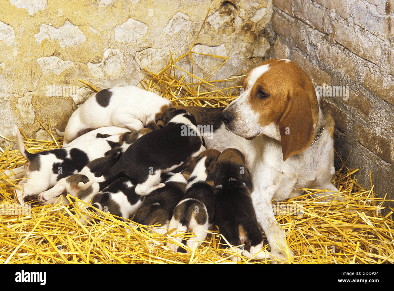 Artois Hound, Madre e cuccioli allattamento Foto Stock