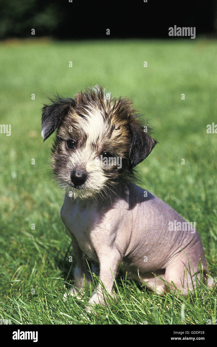Chinese Crested Dog, Pup seduto sull'erba Foto Stock