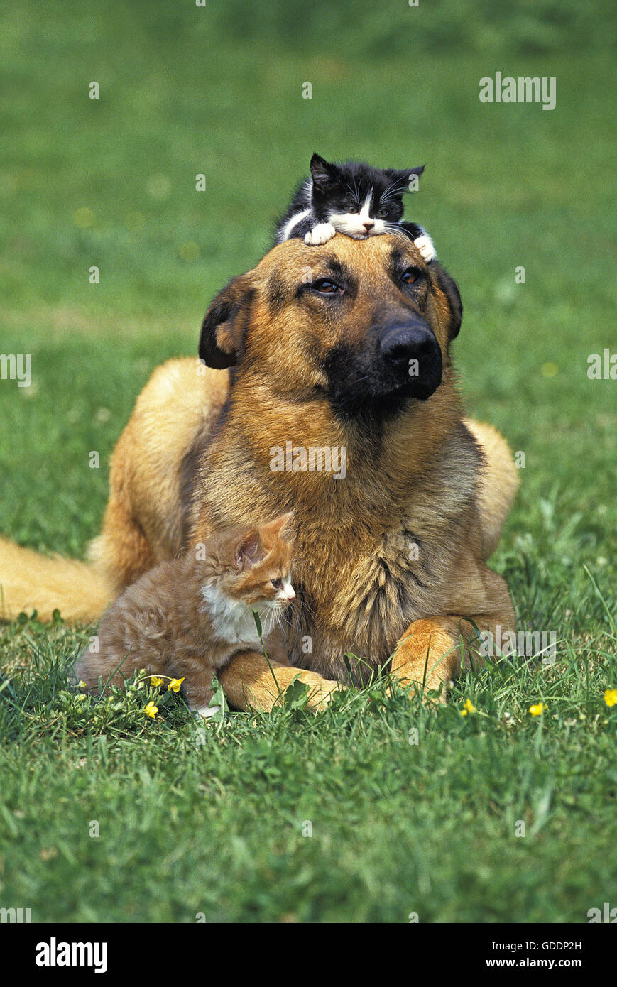Pastore Tedesco, cane adulto con gattini Foto Stock
