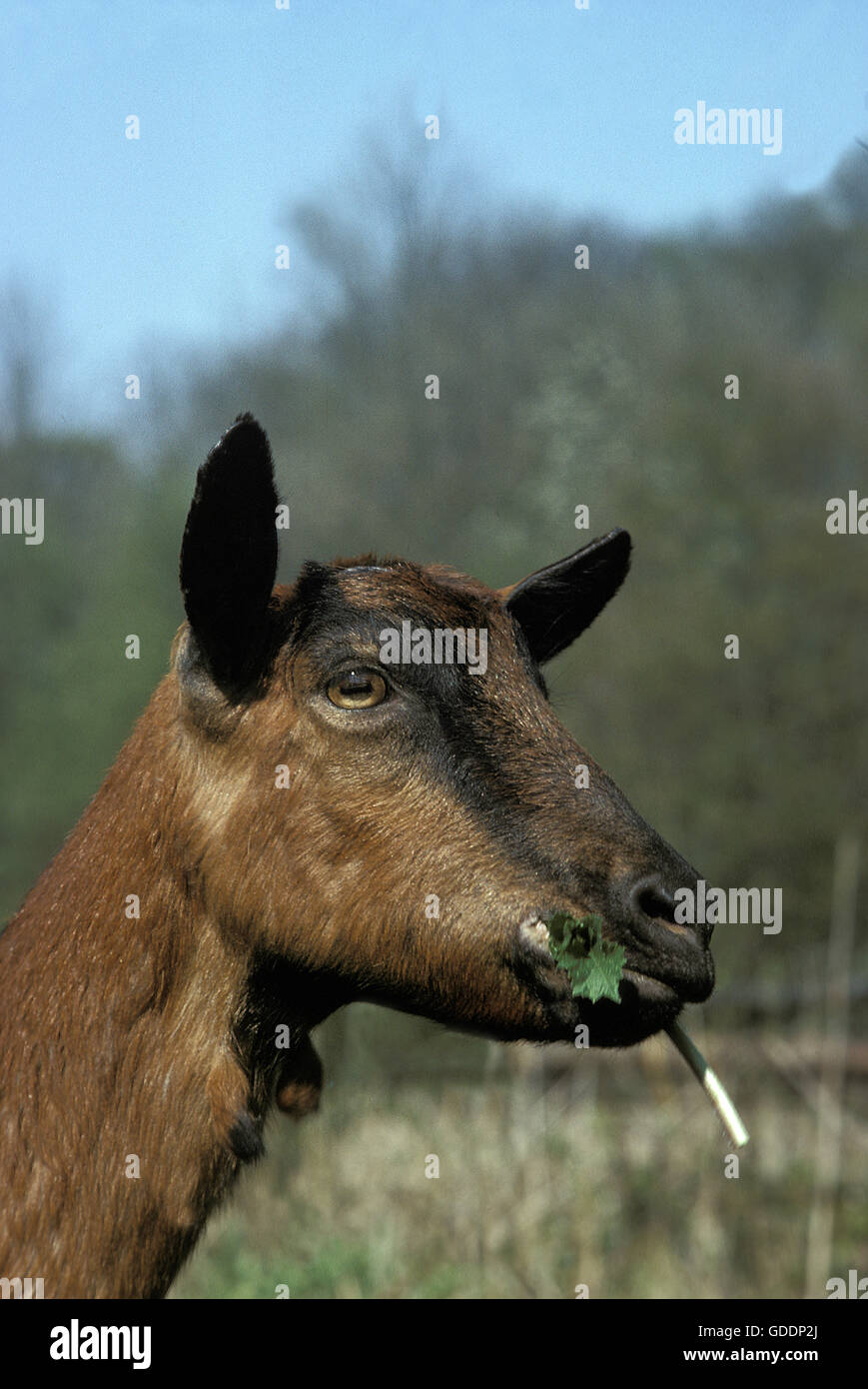 Alpine Chamoisee capra domestica mangiare erba, una razza francese Foto Stock