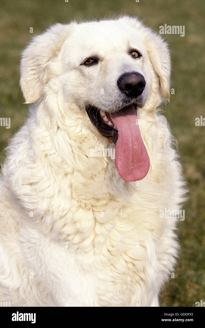 Cane Kuvasz, ritratto con la lingua di fuori Foto Stock