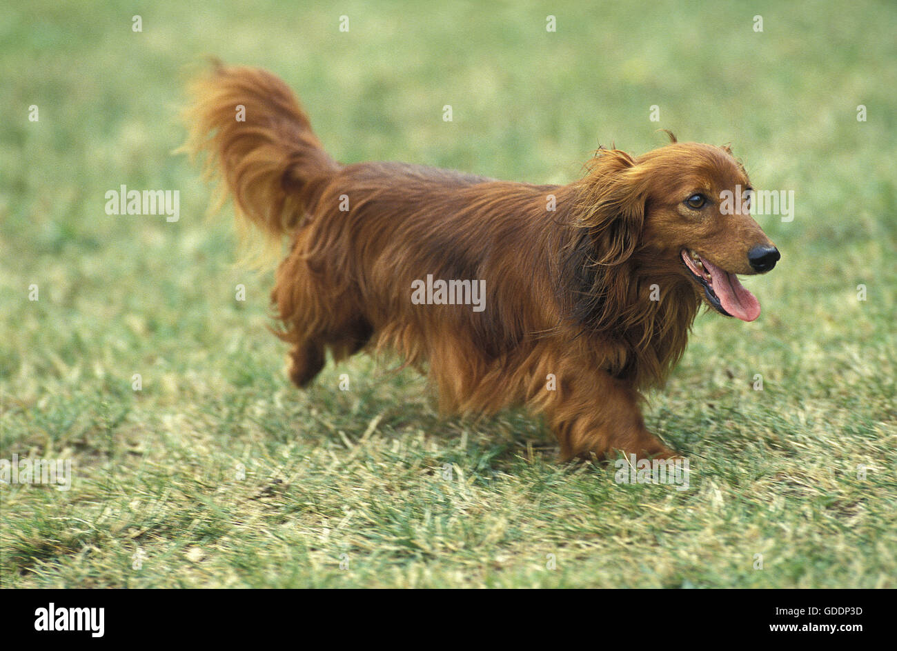 Long-Haired Bassotto cane in esecuzione sull'erba Foto Stock