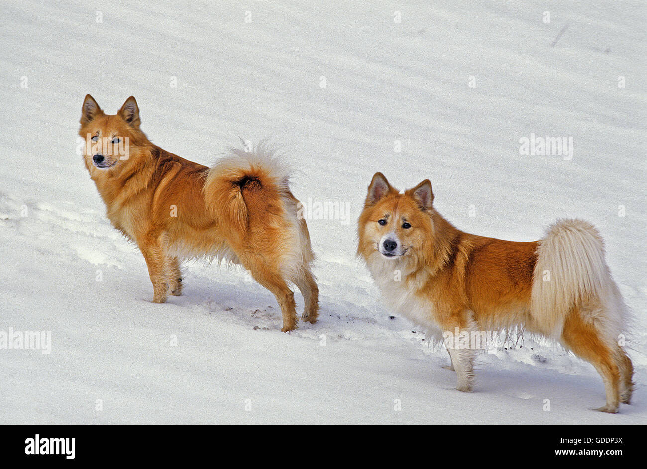 Islanda cane o Sheepdog islandese, adulti in piedi sulla neve Foto Stock