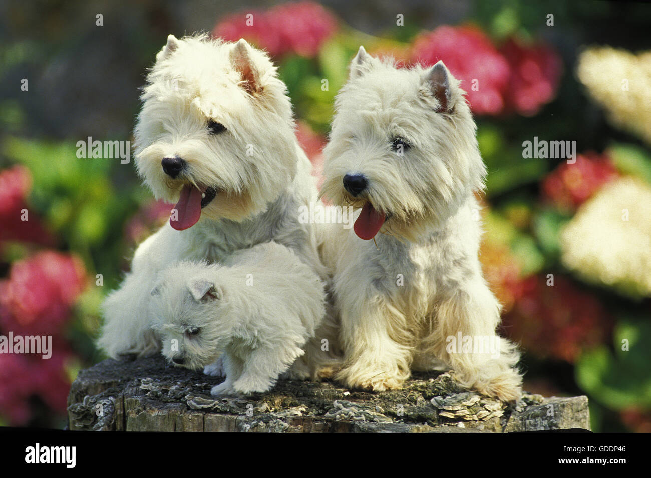 West Highland White Terrier, coppia e Pup Foto Stock