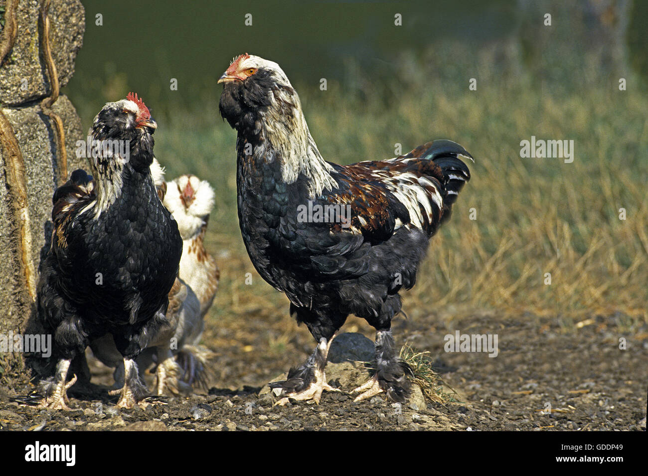 Faverolle pollo domestico, una razza francese Foto Stock
