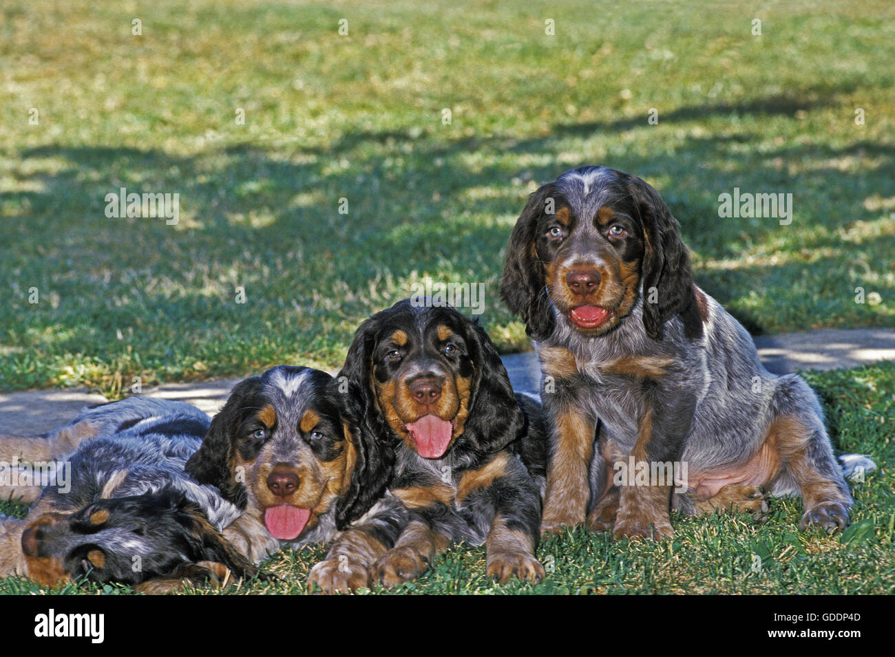 Picardy Spaniel cuccioli Foto Stock