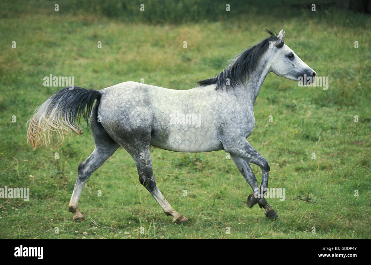 Shagya cavallo adulto Foto Stock