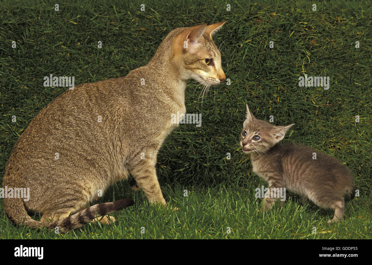 Oriental gatto domestico, Madre e gattino Foto Stock