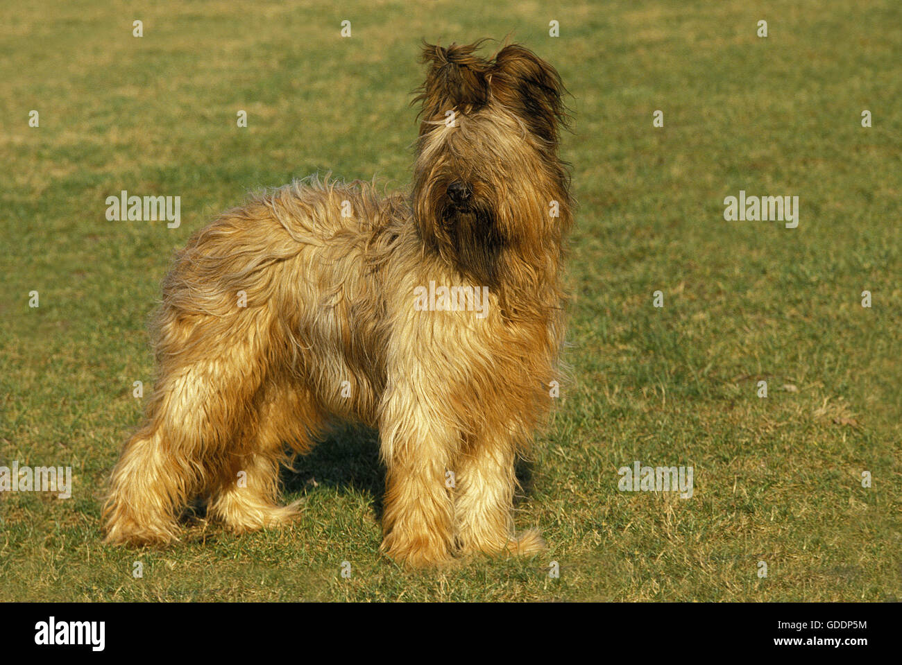 Briard cane (vecchia razza standard con taglio orecchie) Foto Stock