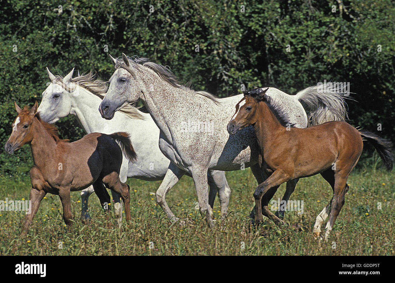 Arabian Horse, allevamento con fattrici e puledri Foto Stock