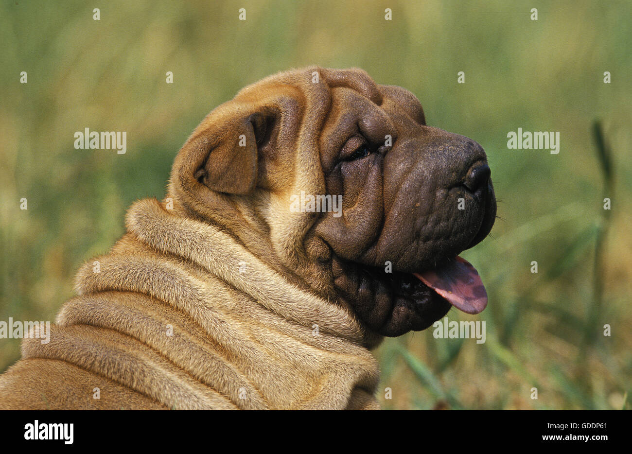 Shar Pei cane, Ritratto di Pup Foto Stock