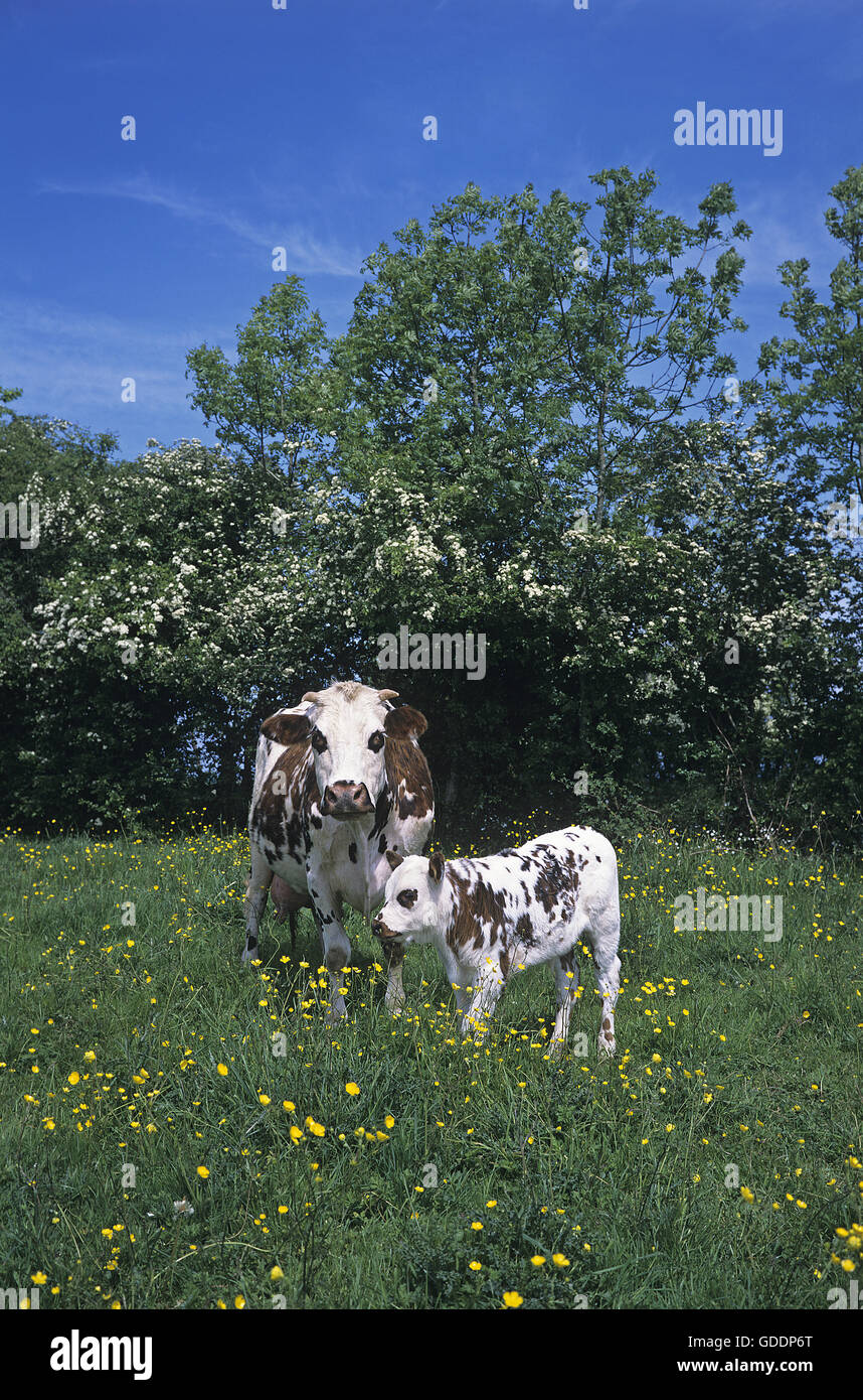 La Normandia mucca, bovini domestici, madre e del polpaccio, Normandia Foto Stock