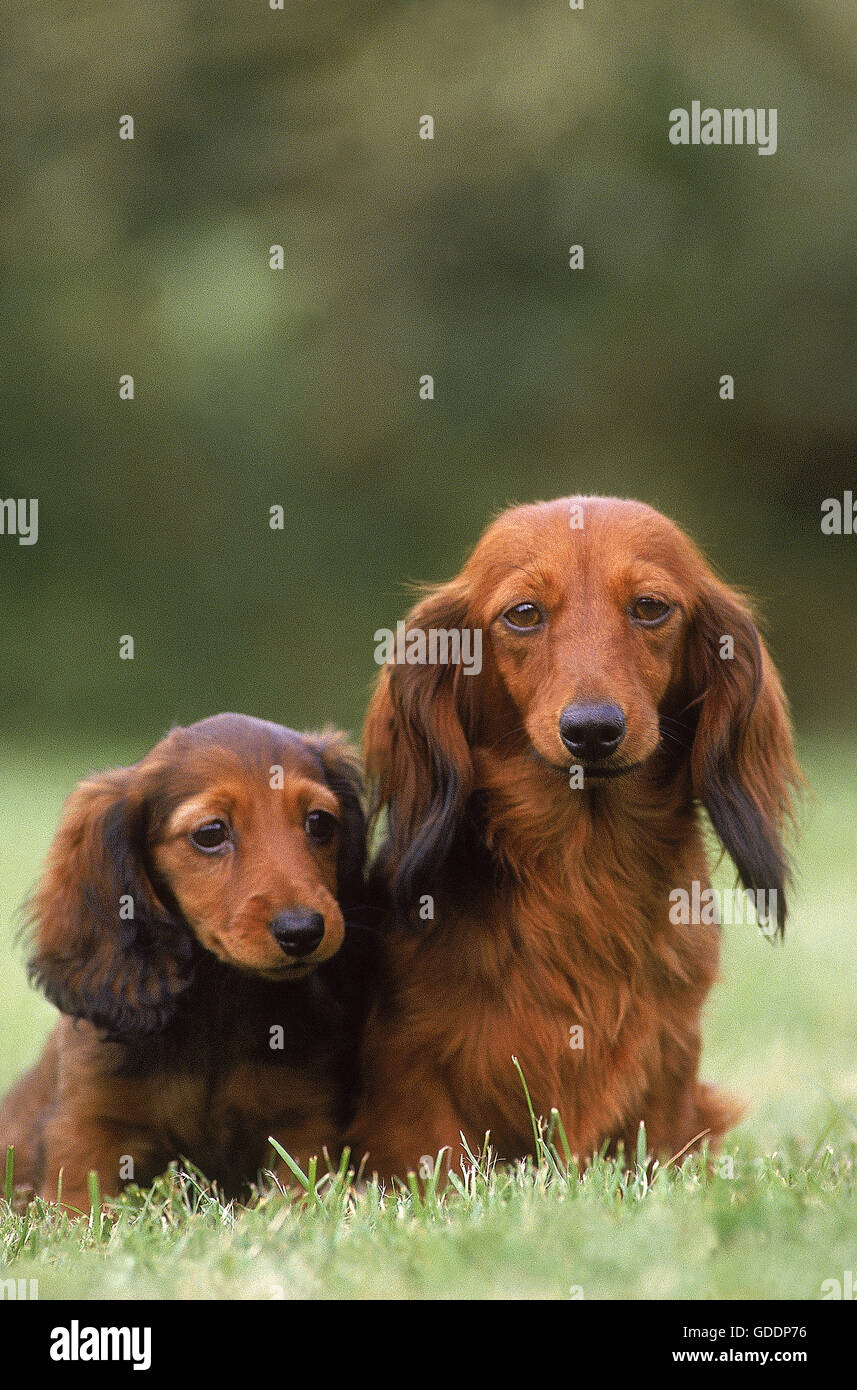 Long-Haired bassotto, Madre e Pup seduto sull'erba Foto Stock