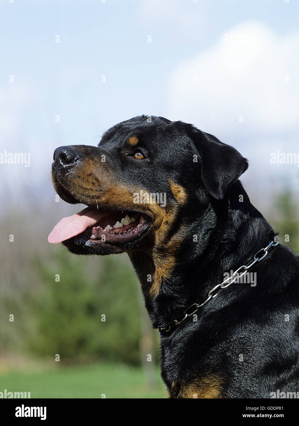 Cane Rottweiler, ritratto con la lingua di fuori Foto Stock