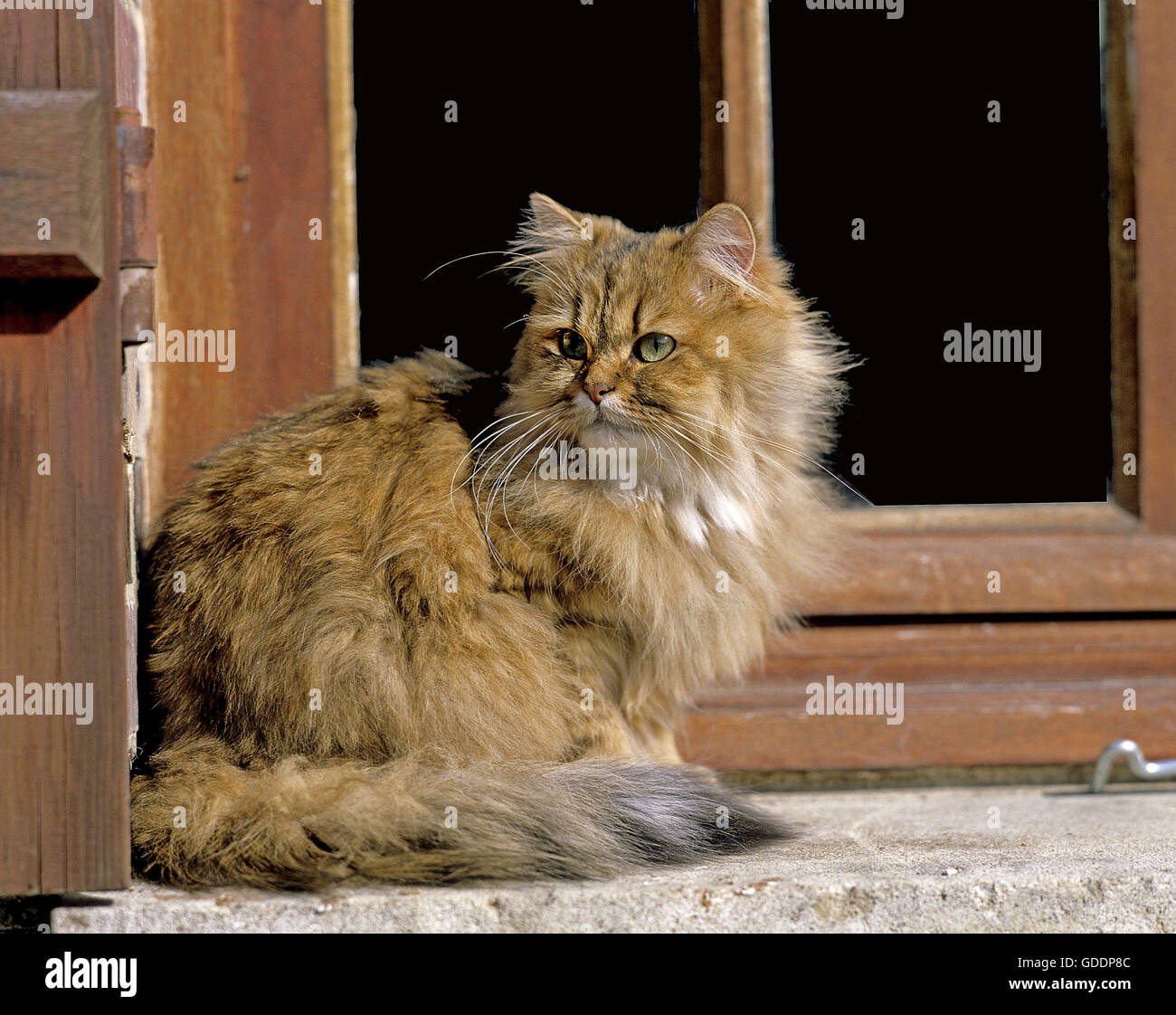Golden persiano gatto domestico, seduto in corrispondenza della finestra Foto Stock