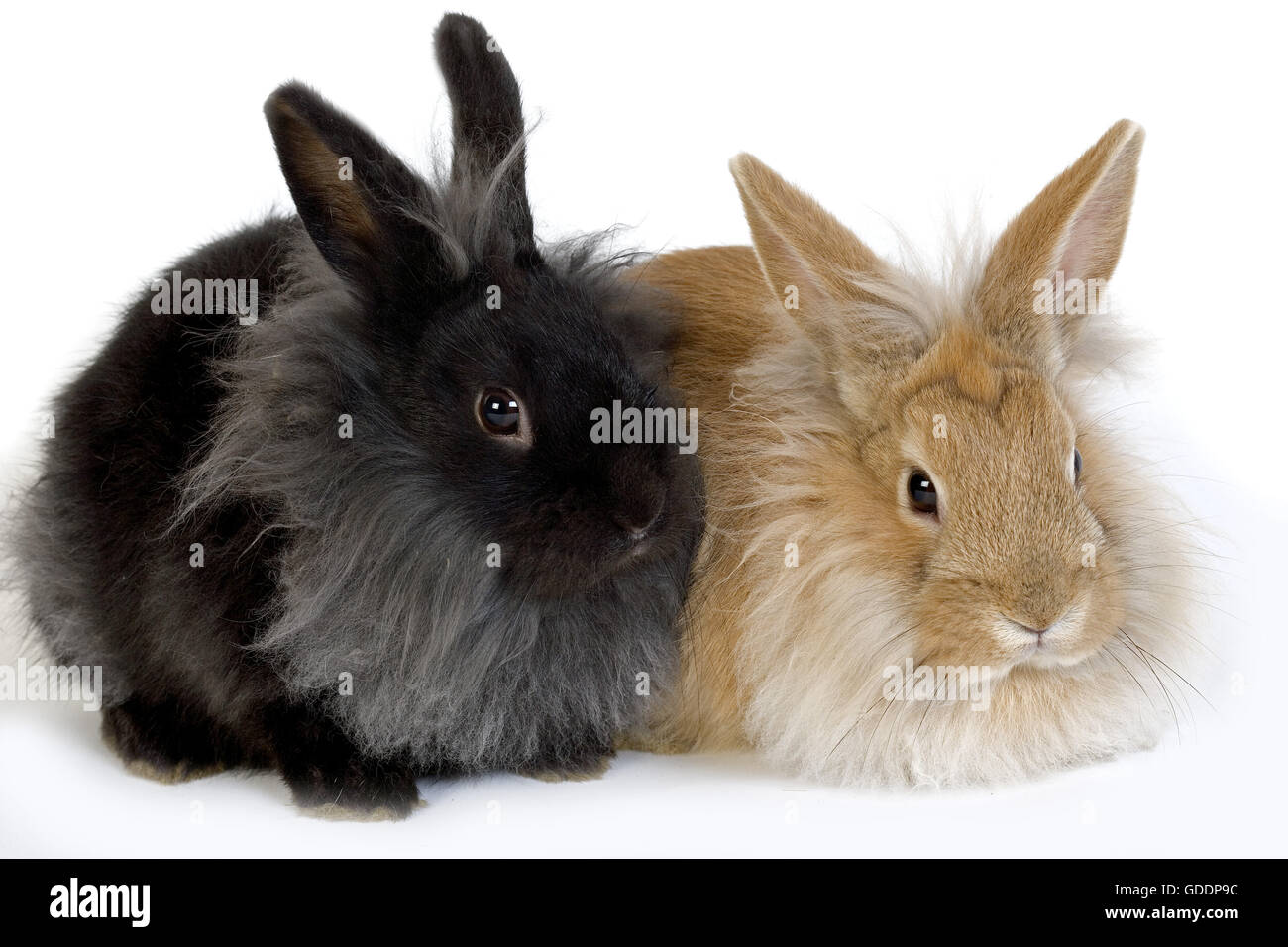 Rosso e Nero coniglio nano contro uno sfondo bianco Foto Stock