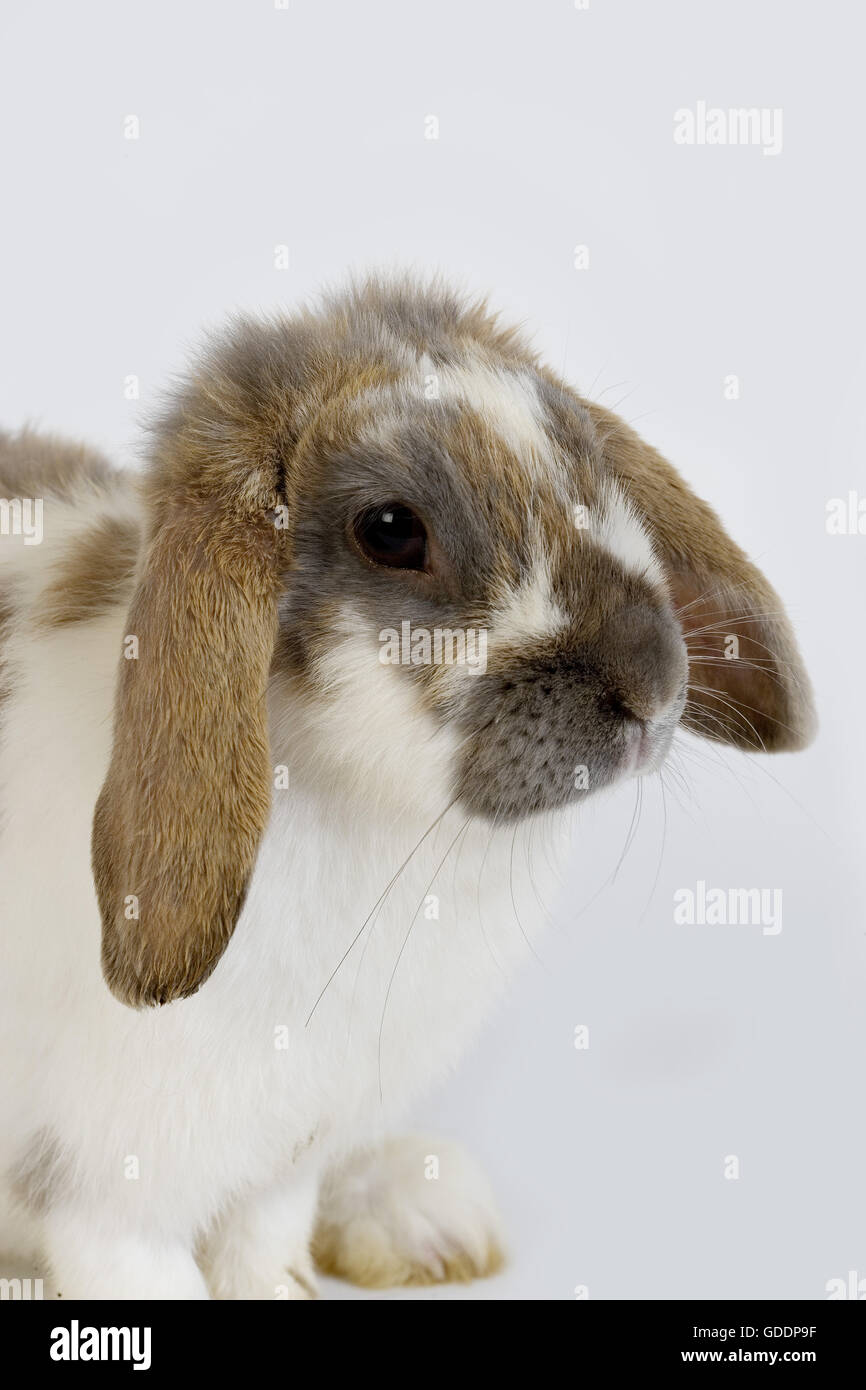 Lop-Eared coniglio domestico, adulto contro uno sfondo bianco Foto Stock