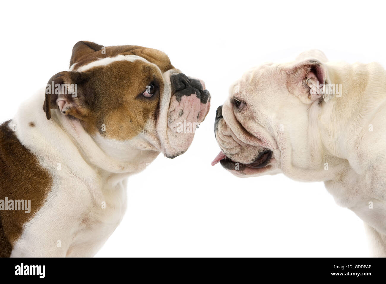 Bulldog inglese, femmine contro uno sfondo bianco Foto Stock