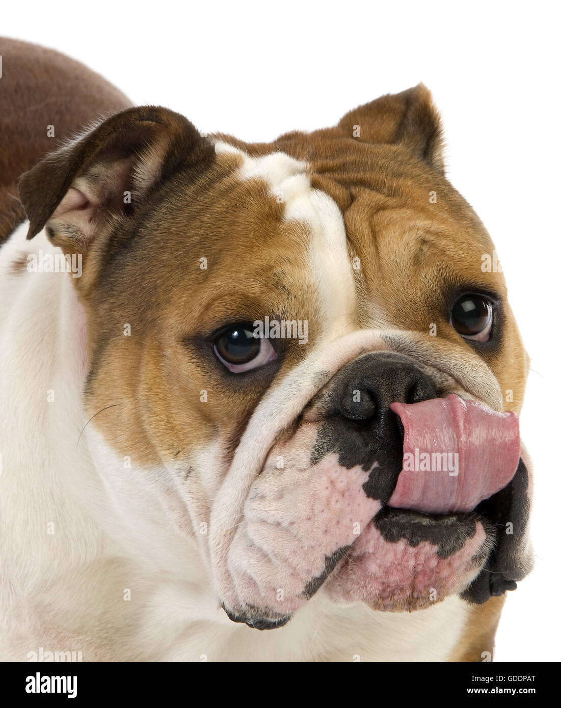 Bulldog inglese, Femmina leccare il suo rumore, contro uno sfondo bianco Foto Stock