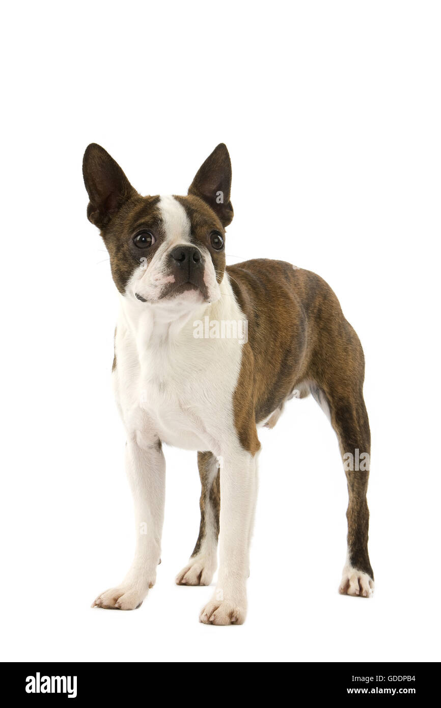 Boston Terrier cane, in piedi contro lo sfondo bianco Foto Stock