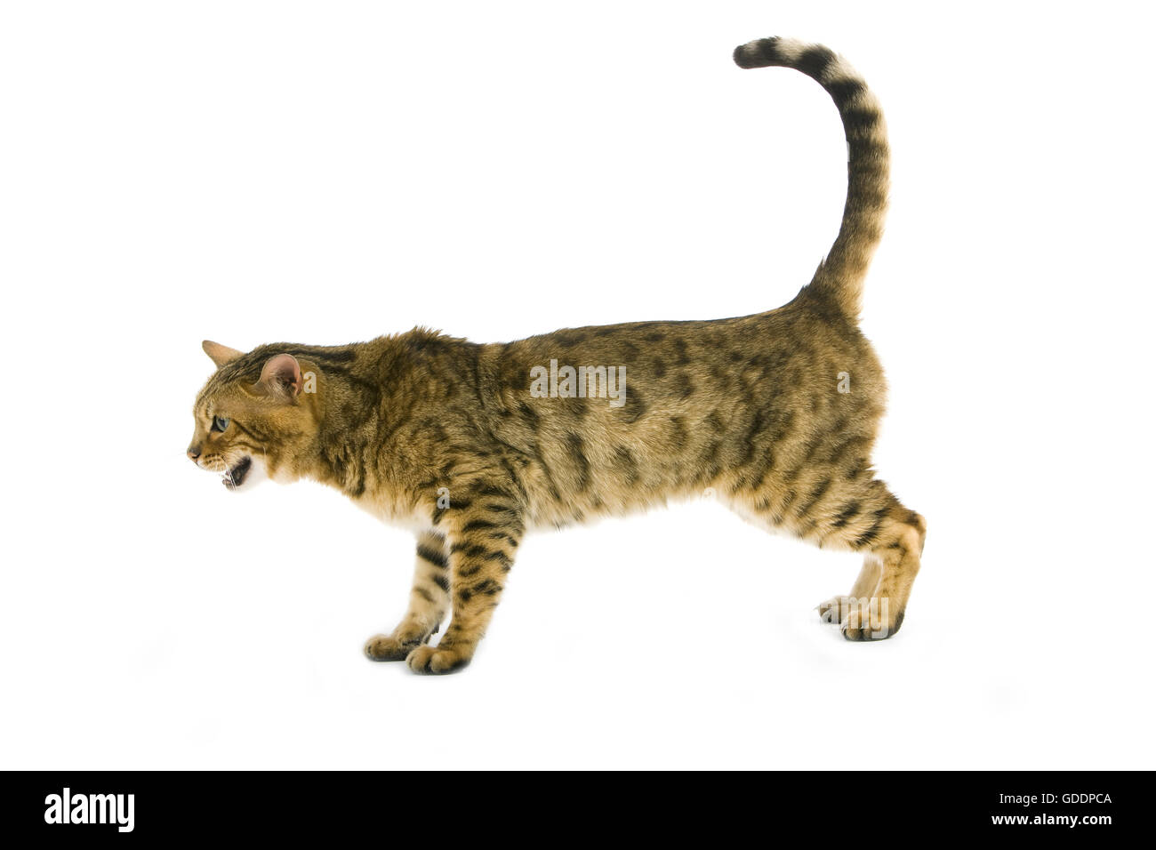 Brown Spotted Tabby bengala Gatto domestico Meowing contro uno sfondo bianco Foto Stock