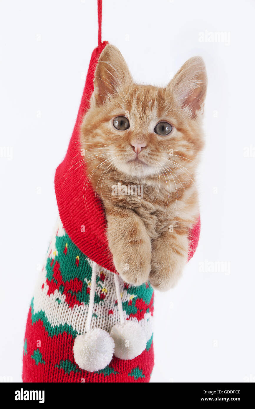 Sass & Belle Gatto In Feltro Con Calza - Decorazione Natalizia Traditional Christmas