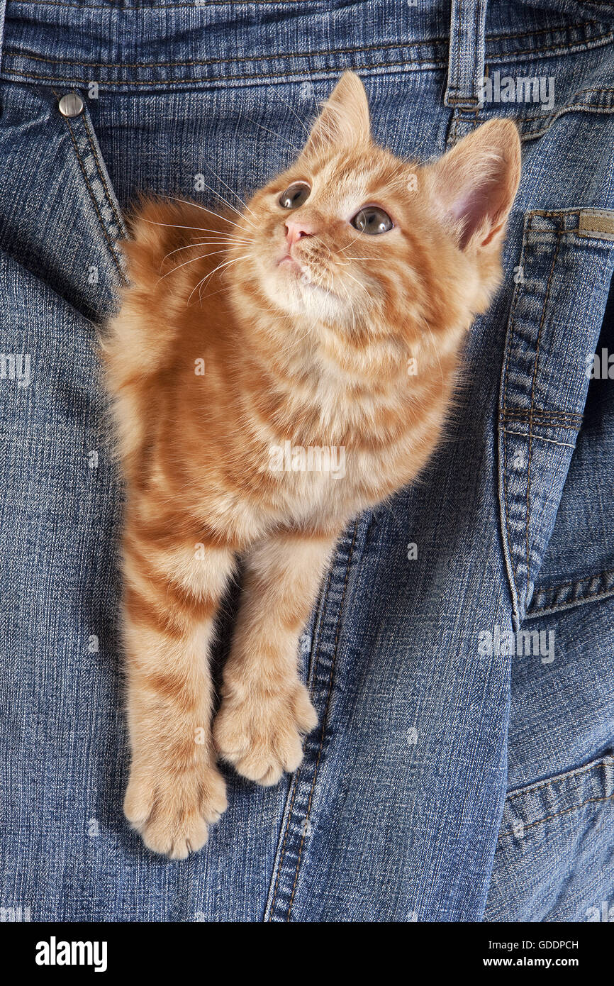 Rosso tabby gatto domestico, gattino giocando nella tasca dei jeans Foto Stock