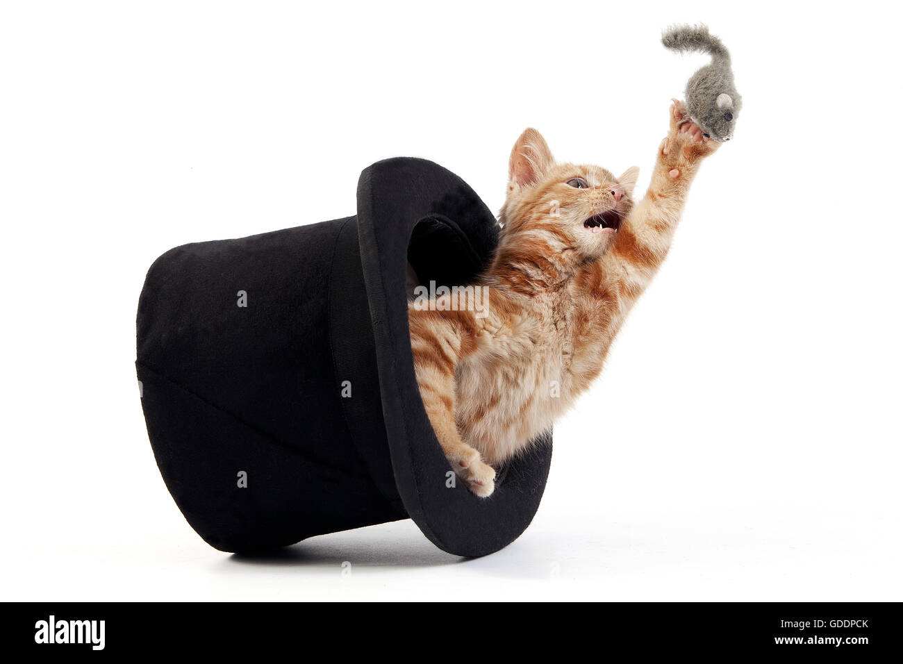 Rosso tabby gatto domestico, gattino giocando in Hat contro uno sfondo bianco Foto Stock