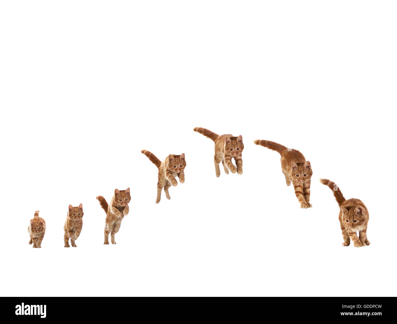 Rosso tabby gatto domestico, gattino contro uno sfondo bianco, saltando la sequenza Foto Stock