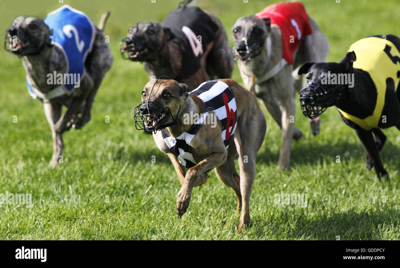 Il whippet cani in esecuzione, Racing al via, Normandia Foto Stock