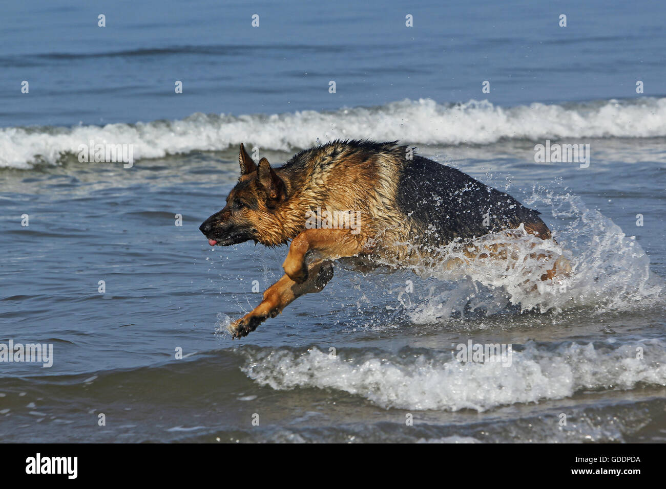 Pastore Tedesco, maschio giocando in onde, spiaggia in Normandia Foto Stock