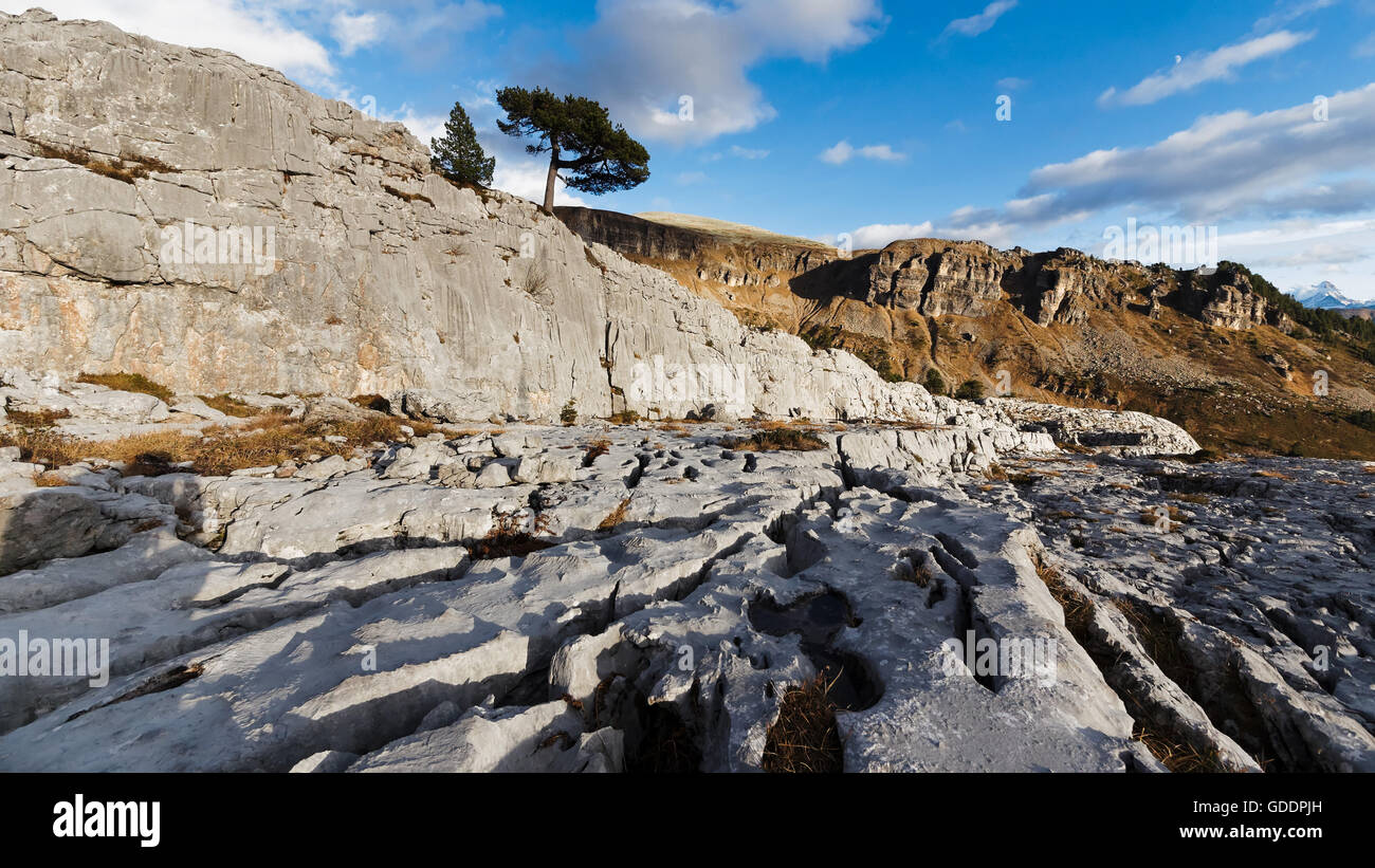 pino nel Carso Foto Stock