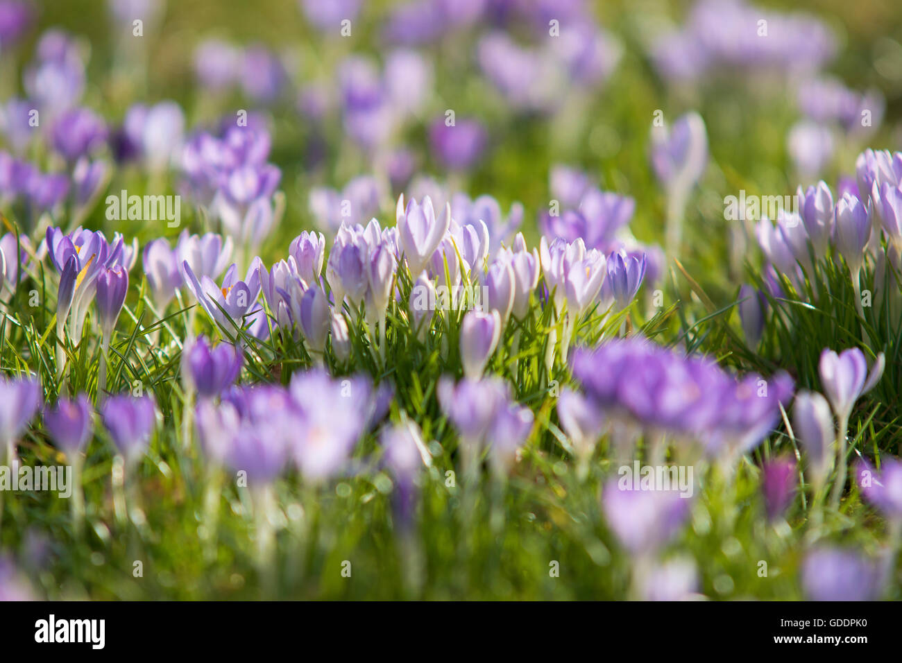 Crocus malva in piena fioritura,prosperare, Foto Stock