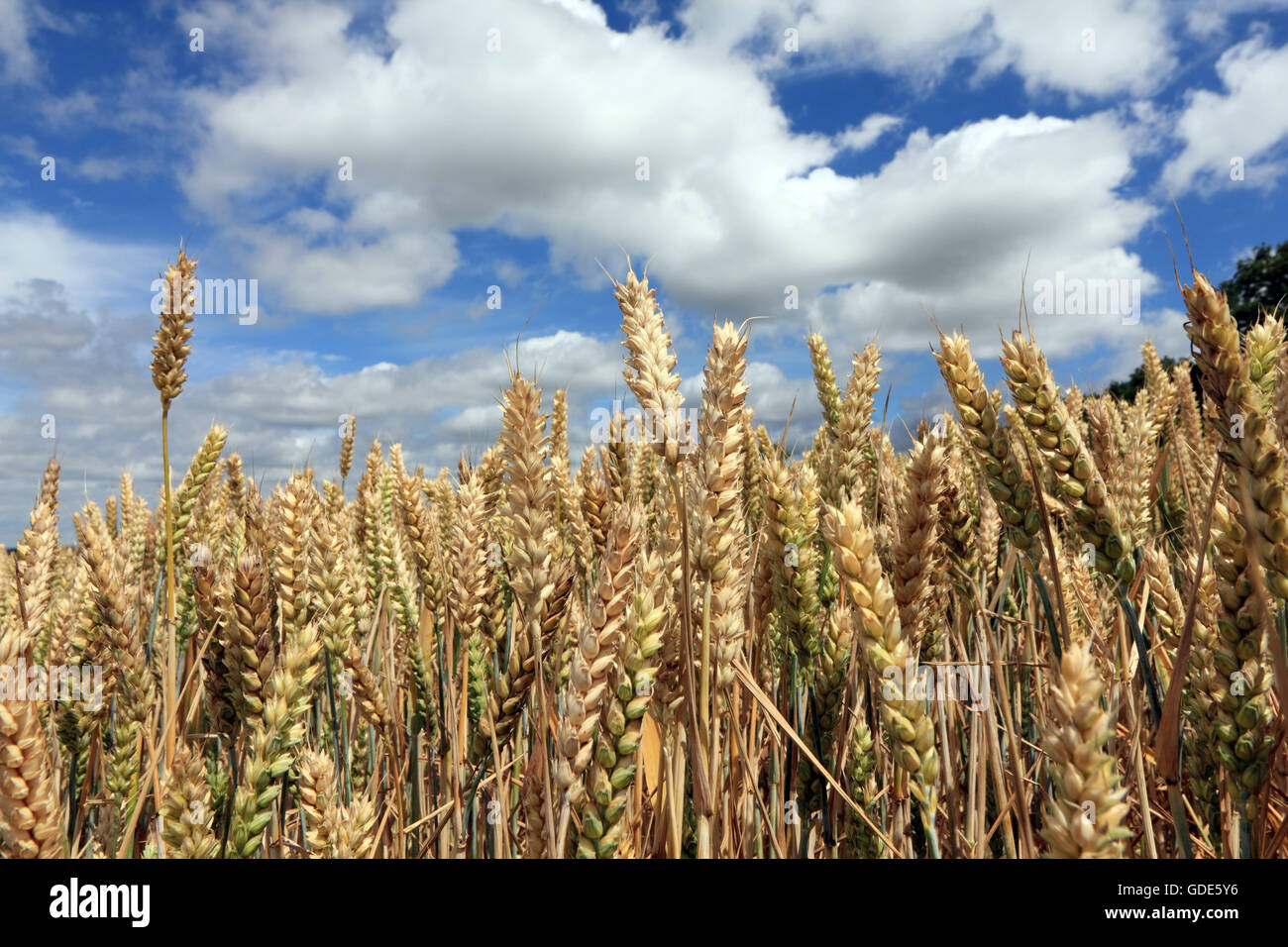 Epsom Surrey, Regno Unito. Il 16 luglio 2016. Il grano è la maturazione in terreni agricoli vicino a Epsom, Surrey. Un altro o due alla settimana di sole vedrà il prodotto pronto per la mietitura. Credito: Julia Gavin UK/Alamy Live News Foto Stock