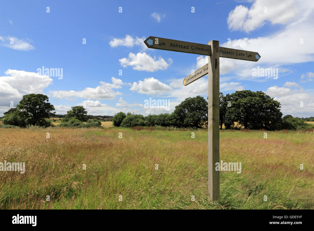 Epsom Surrey, Regno Unito. Il 16 luglio 2016. Segno posto nella bella campagna del Surrey in terreni agricoli vicino a Epsom in una bella giornata d'estate. Credito: Julia Gavin UK/Alamy Live News Foto Stock