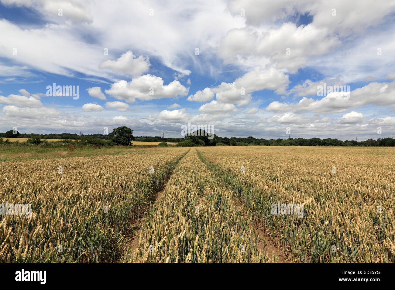 Epsom Surrey, Regno Unito. Il 16 luglio 2016. Le vie attraverso la maturazione di frumento in terreni agricoli vicino a Epsom, Surrey. Un altro o due alla settimana di sole vedrà il prodotto pronto per la mietitura. Credito: Julia Gavin UK/Alamy Live News Foto Stock