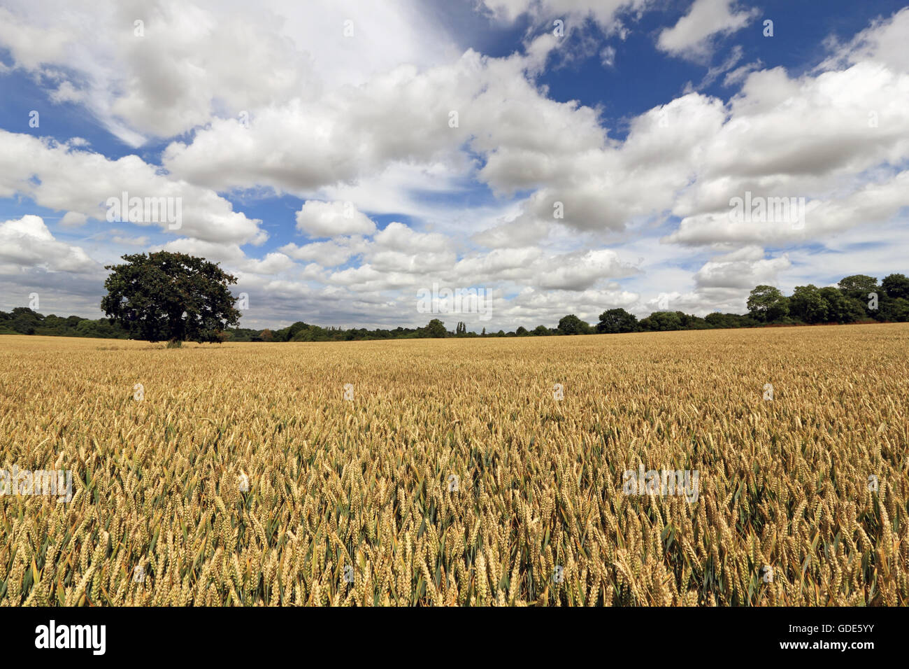 Epsom Surrey, Regno Unito. Il 16 luglio 2016. Il grano è la maturazione in terreni agricoli vicino a Epsom, Surrey. Un altro o due alla settimana di sole vedrà il prodotto pronto per la mietitura. Credito: Julia Gavin UK/Alamy Live News Foto Stock