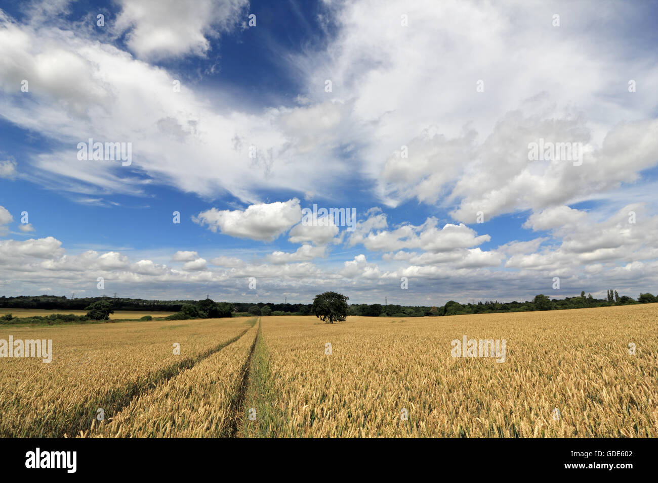 Epsom Surrey, Regno Unito. Il 16 luglio 2016. Le vie attraverso la maturazione di frumento in terreni agricoli vicino a Epsom, Surrey. Un altro o due alla settimana di sole vedrà il prodotto pronto per la mietitura. Credito: Julia Gavin UK/Alamy Live News Foto Stock