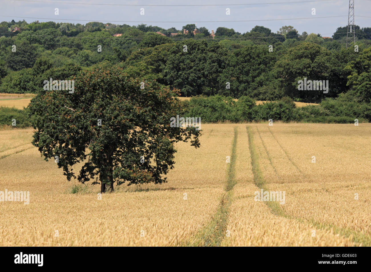 Epsom Surrey, Regno Unito. Il 16 luglio 2016. Il grano è la maturazione in terreni agricoli vicino a Epsom, Surrey. Un altro o due alla settimana di sole dovrebbe vedere il prodotto pronto per la mietitura. Credito: Julia Gavin UK/Alamy Live News Foto Stock