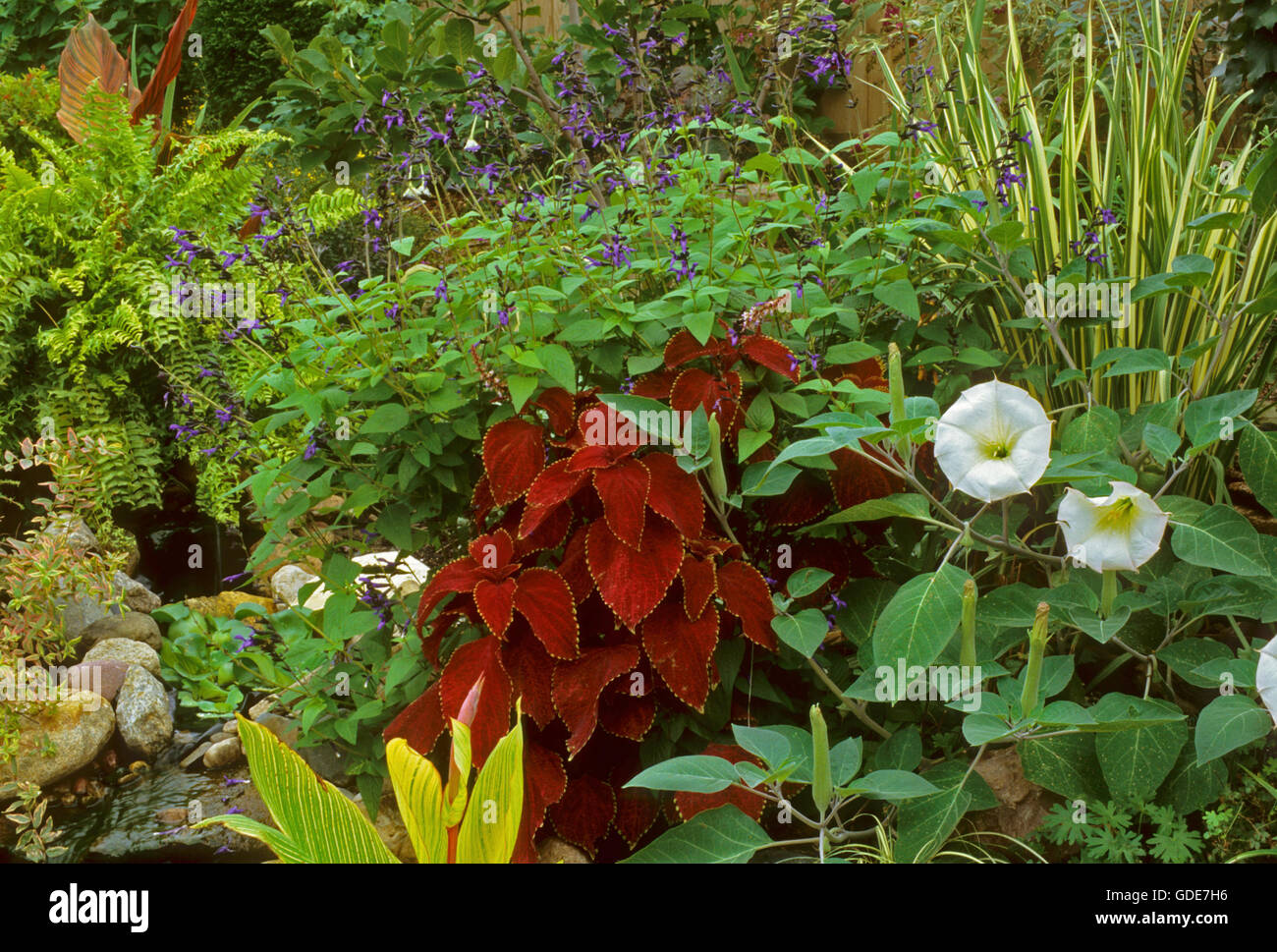 Giardino con fiori di luna, coleus, salvia, variegata iris, Foto Stock