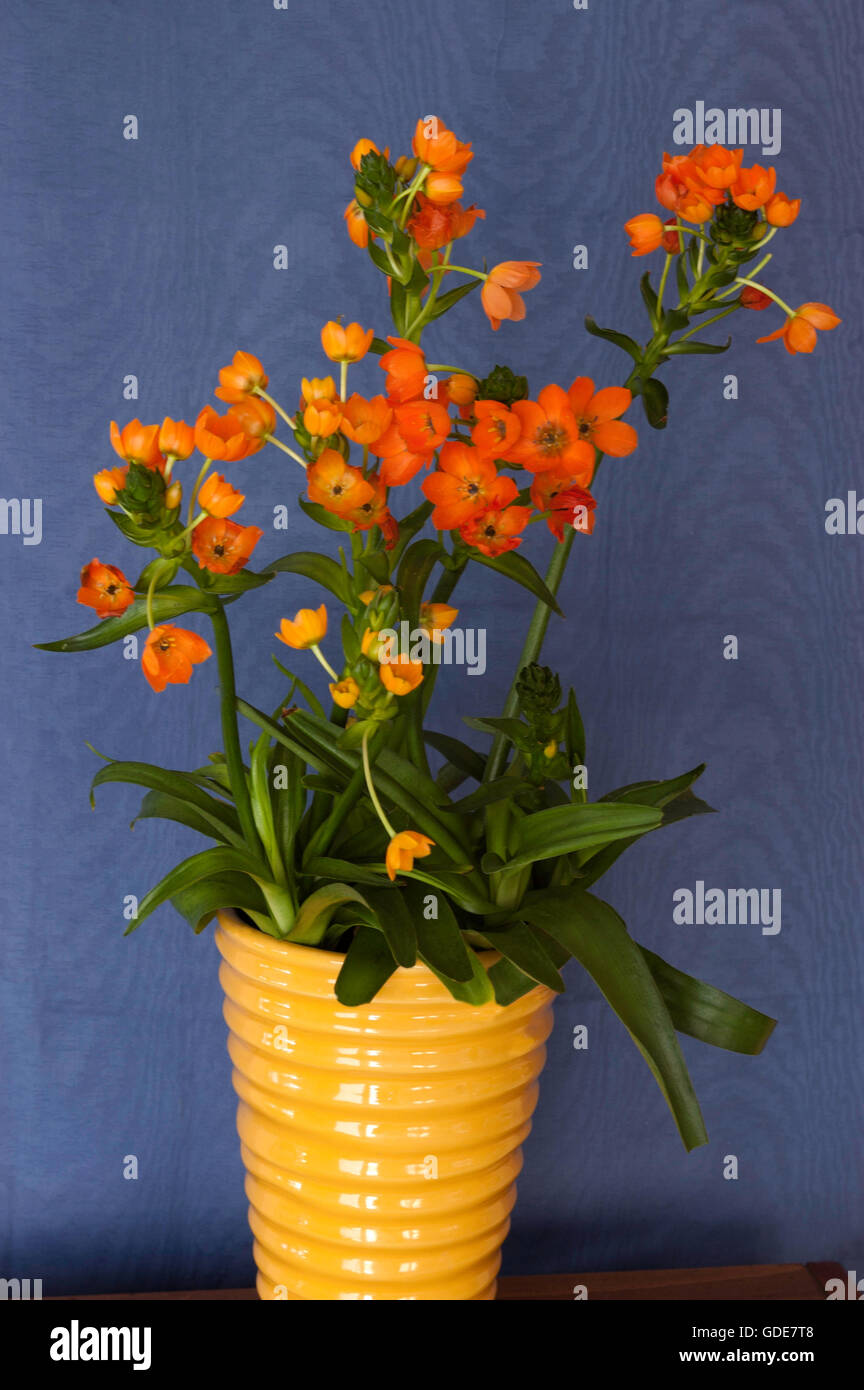 Ornithogallum dubium Foto Stock