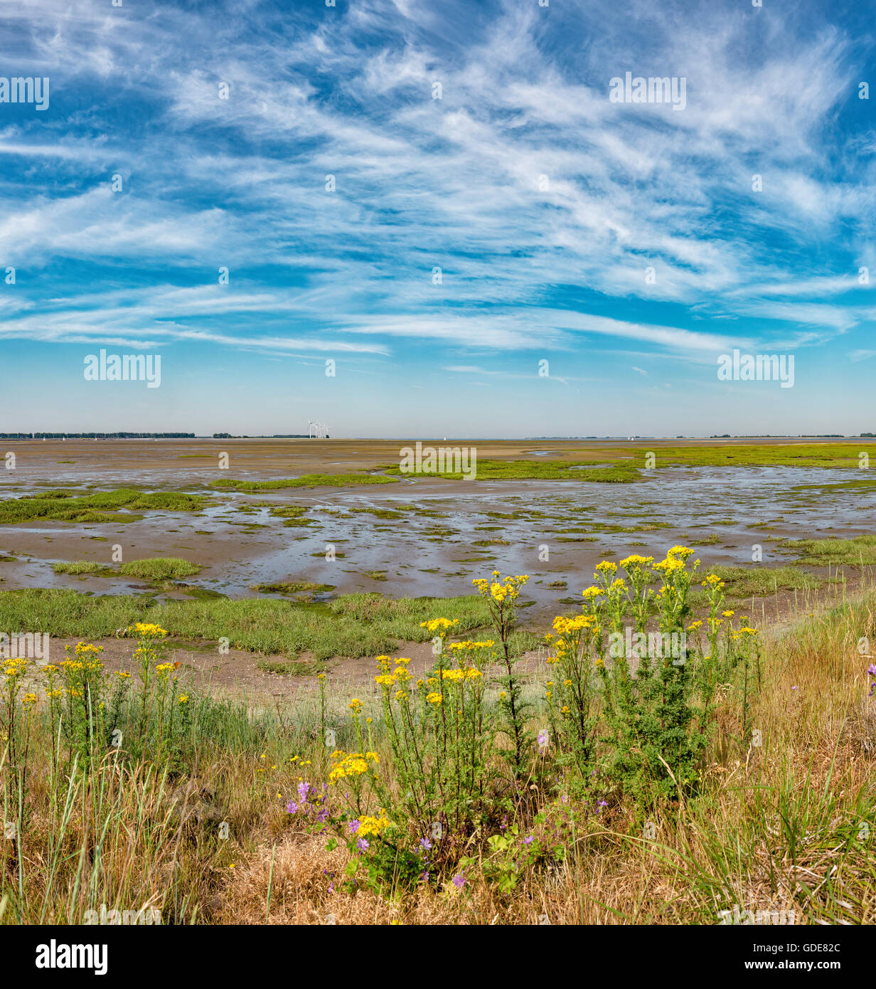 Anna Jacobapolder,Zeeland,Krabbenkreek,la Schelda orientale a bassa marea Foto Stock