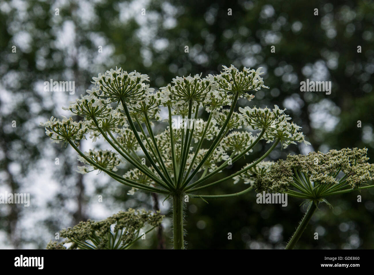 Mucca pastinaca,pastinaca,STATI UNITI D'AMERICA,heracleum sphondylium,impianto Foto Stock