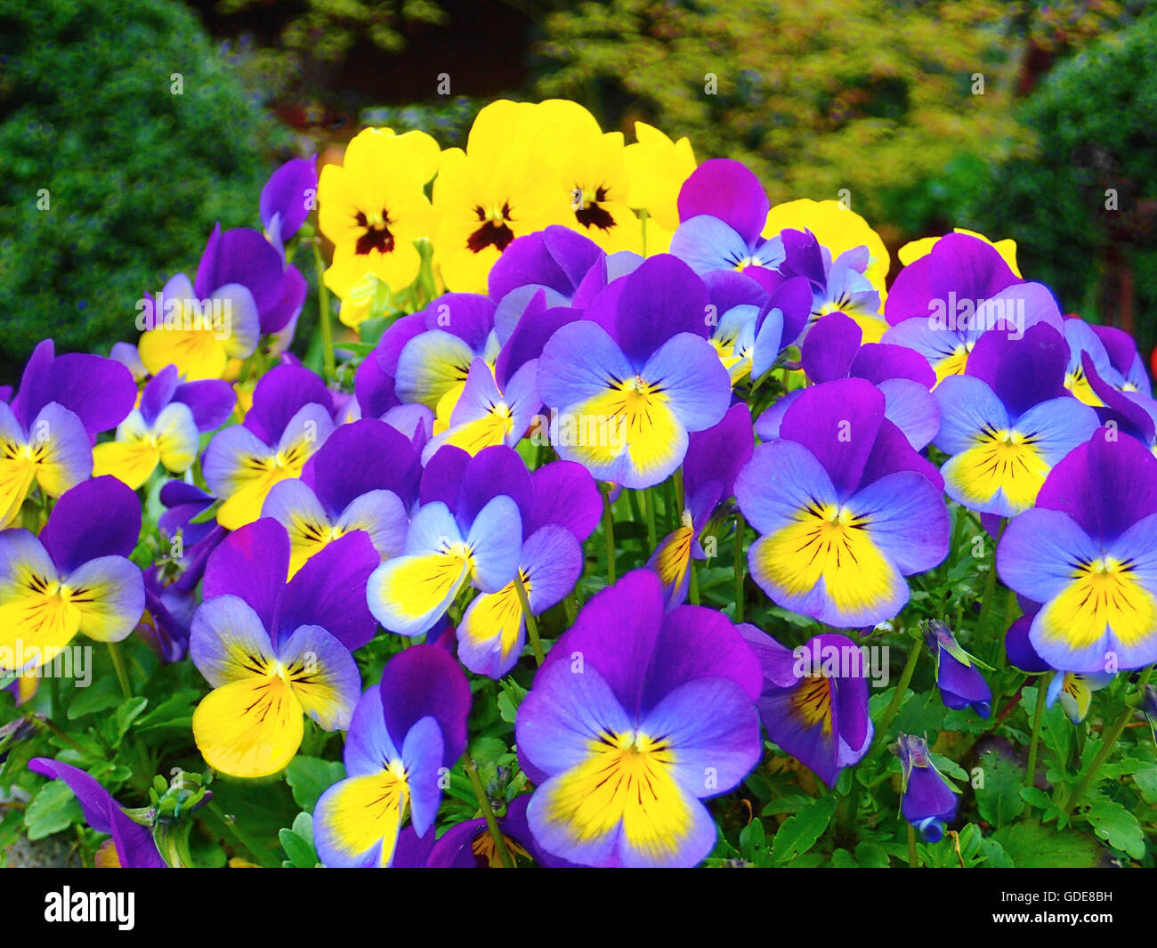Cornuto pansy,viola cornuta Foto Stock