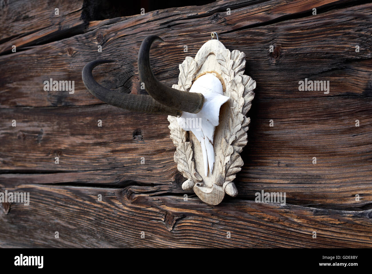 Animale di corna,camosci,le corna sulla testa di un fienile Foto Stock