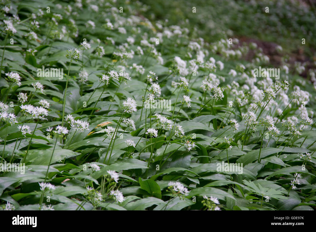 L'Italia,l'Europa,Nord Italia,Piemont,parco nazionale,Val Grande,recare il porro,ramson,Allium ursinum Foto Stock